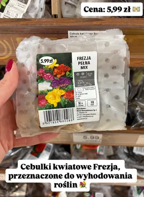 Cebulki kwiatowe frezja pełna mix promocja w Dino