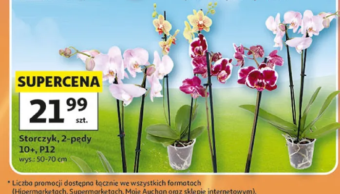 Storczyk 2-pędy promocja w Auchan