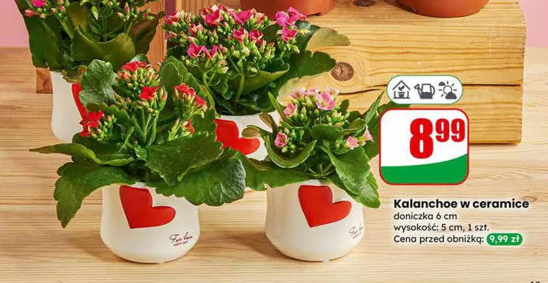 Kalanchoe w ceramice doniczka 6cm promocja w Dino
