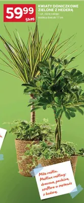 Kwiaty doniczkowe zielone z hederą promocja w Stokrotka