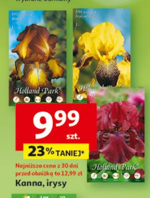 Kanna, irysy promocja w Auchan