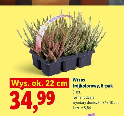 Wrzos trójkolorowy 6-pak promocja w Lidl