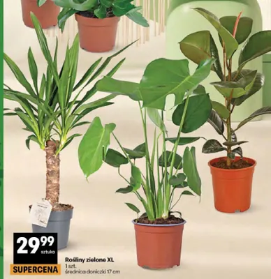 Rośliny zielone XL średnica doniczki 17cm promocja w Delikatesy Centrum