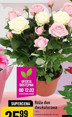 Róża duo dwukolorowa promocja w POLOmarket