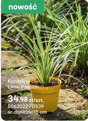 Kordylina Lima Passion promocja w Castorama