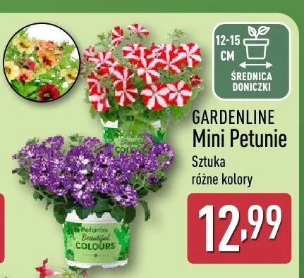 Mini Petunie Gardenline różne kolory promocja w Aldi