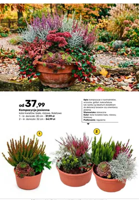 Kompozycja jesienna śr. doniczki 20 cm promocja w Bricomarche