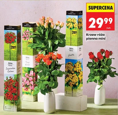 Krzew róża pienna mini promocja w Biedronka