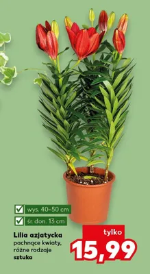 Lilia azjatycka pachnące kwiaty, różne rodzaje promocja w Kaufland