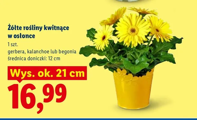 Żółte rośliny kwitnące w osłonce promocja w Lidl