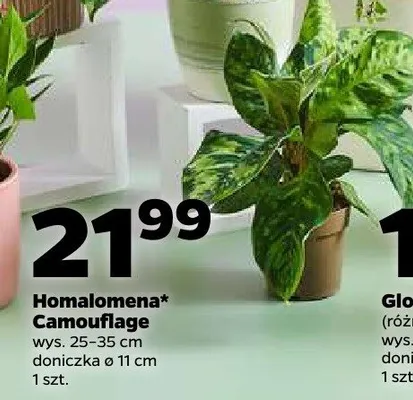 Homalomena Camouflage promocja w Netto