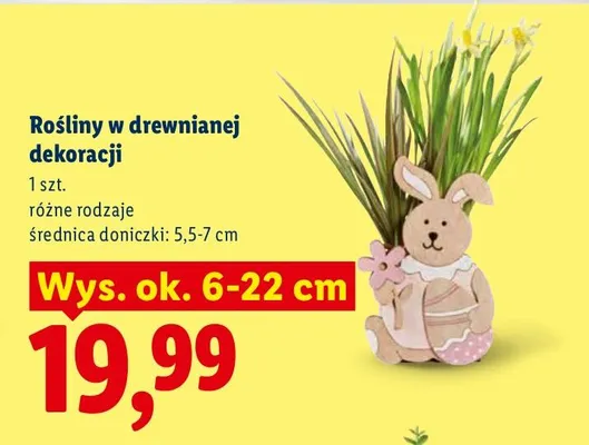 Rośliny w drewnianej dekoracji Lidl promocja w Lidl