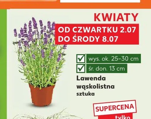 Lawenda wąskolistna promocja w Kaufland