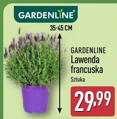 Lawenda francuska promocja w Aldi