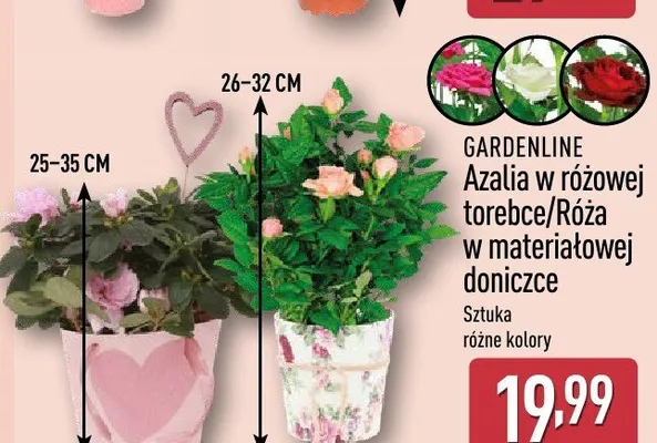 Azalia w różowej torebce/Róża w materiałowej doniczce promocja w Aldi