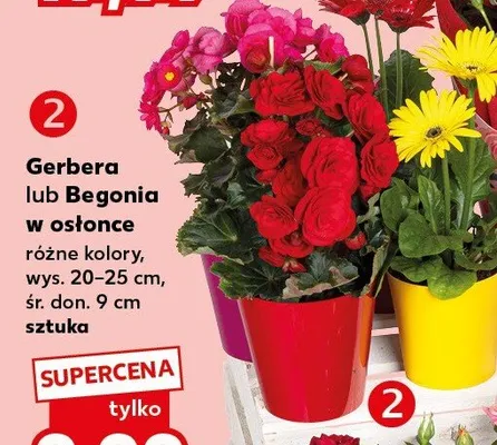 Begonia w osłonce wys. 20-25cm śr. don. 9cm promocja w Kaufland