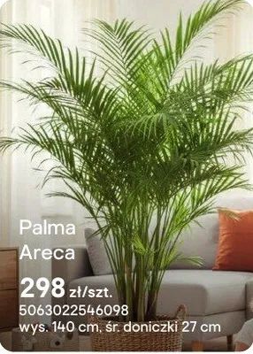 Palma Areca promocja w Castorama