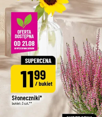 Słoneczniki 3-pak promocja w POLOmarket