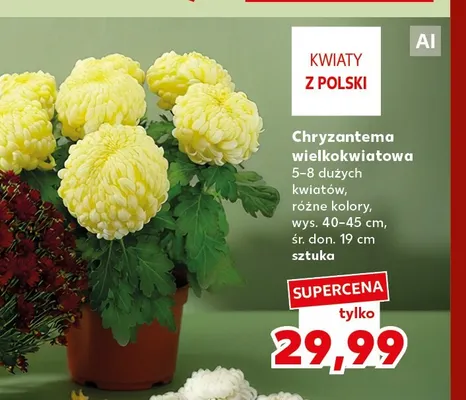 Chryzantema wielkokwiatowa promocja w Kaufland