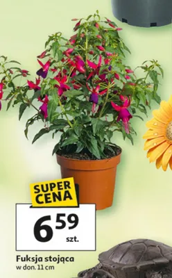 Fuksja stojąca promocja w Auchan