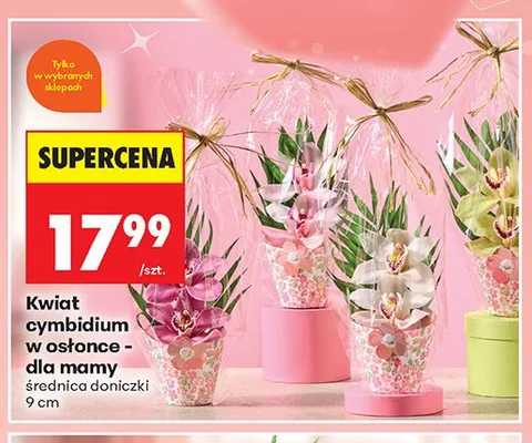 Kwiat cymbidium w osłonce dla mamy średnica doniczki 9cm promocja w Biedronka