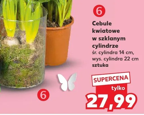 Cebule kwiatowe w szklanym cylindrze promocja w Kaufland