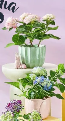 Gazetka, strona 8 promocja w Netto