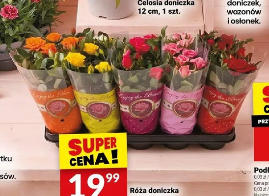 Róża doniczka 12cm promocja w Twój Market