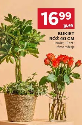 Bukiet róż 40 cm promocja w Stokrotka