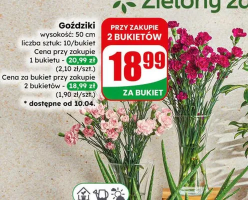 Goździki wysokość: 50 cm liczba sztuk: 10/bukiet promocja w Dino