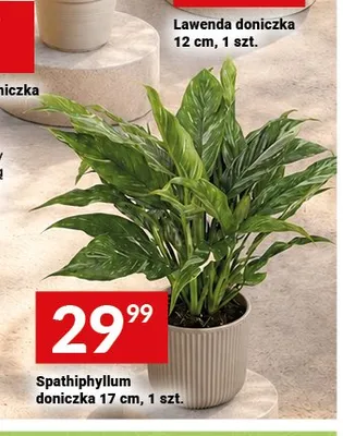 Spathiphyllum doniczka 17 cm promocja w Twój Market