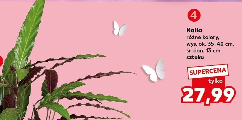 Róża różne kolory promocja w Kaufland