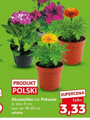 Aksamitka lub Petunia promocja w Kaufland