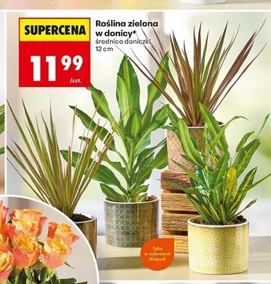 Roślina zielona w donicy promocja w Biedronka