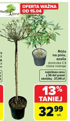 Róża na pniu, azalia doniczka C3 różne rodzaje promocja w Carrefour