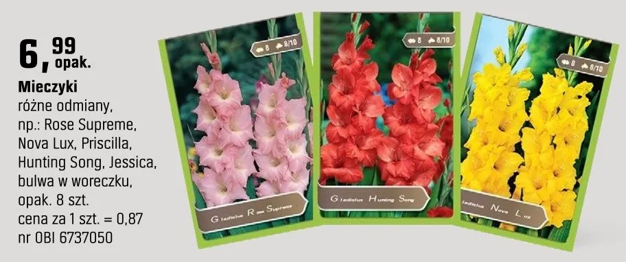 Mieczyki różne odmiany (Rose Supreme, Nova Lux, Priscilla, Hunting Song, Jessica) promocja w OBI