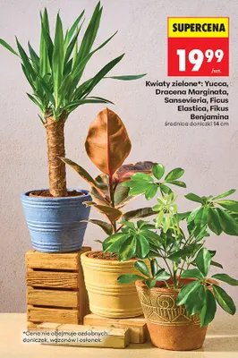 Kwiaty zielone*: yucca, dracena marginata, sansevieria, ficus elastica, fikus benjamina promocja w Biedronka