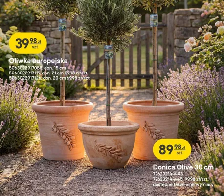 Oliwka europejska don. 15cm promocja w Castorama