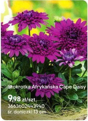 Stokrotka Afrykańska Cape Daisy promocja w Castorama