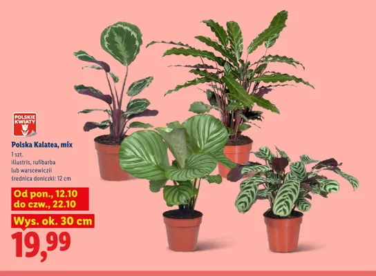 Polska kalatea illustris promocja w Lidl