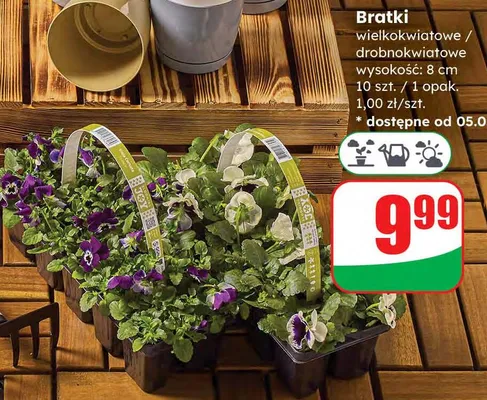 Bratki wielkokwiatowe / drobnokwiatowe wysokość 8cm promocja w Dino