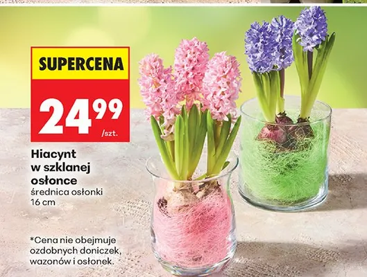 Hiacynt w szklanej osłonce promocja w Biedronka
