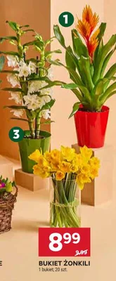 Bukiet żonkili promocja w Stokrotka