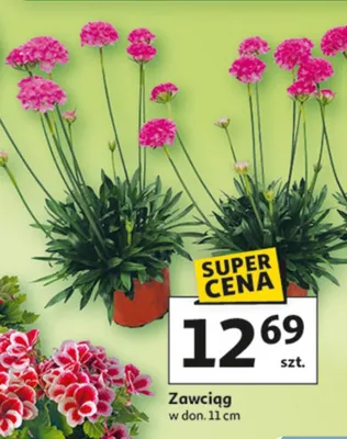 Zawciąg promocja w Auchan