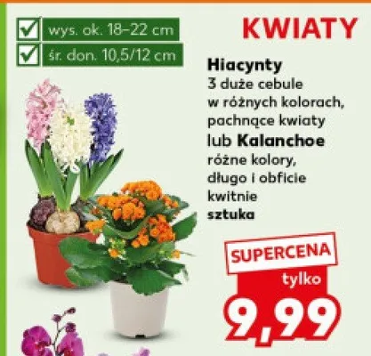 Hiacynty 3 duże cebule  promocja w Kaufland