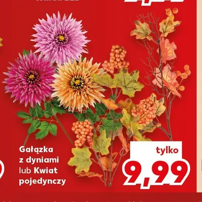 Gałązka z dyniami promocja w Kaufland