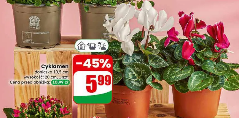 Cyklamen doniczka 10.5cm promocja w Dino