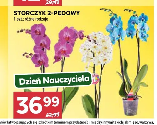 Storczyk 2-pędowy promocja w Stokrotka