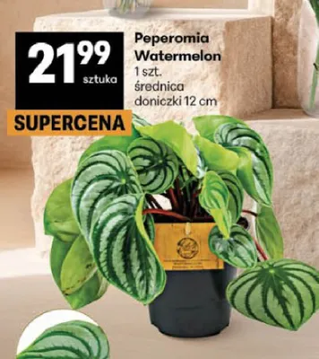 Peperomia Watermelon promocja w Delikatesy Centrum