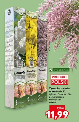 Żywopłot świata w kartonie XL żylistek, forsycja, róża pomarszczona, tamaryszek promocja w Kaufland